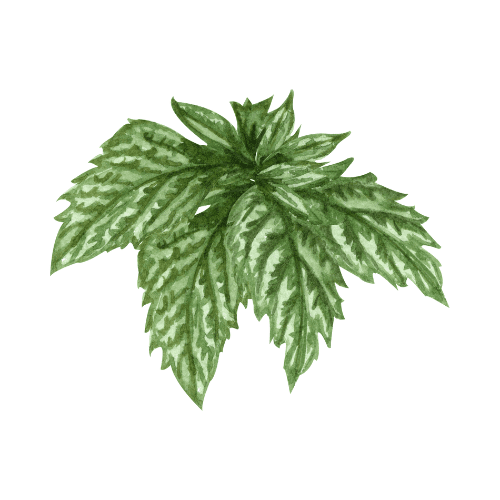 Lemon Balm